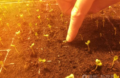 滇重楼种植方法–直播法、育苗移栽法