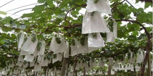 河南郑州葡萄种植em菌在种葡萄的应用大揭秘