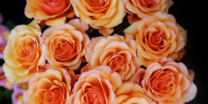 黄玫瑰代表热情真爱，还代表着等待属于你们的爱情