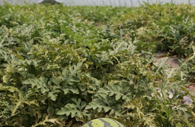 如何在温室西瓜高效种植技术要点介绍图:西瓜种植