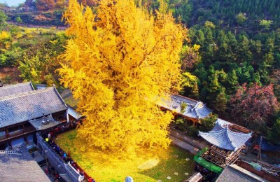 中国十大古银杏树|古银杏重新披上“金甲”
