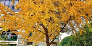 中国十大古银杏树|广厦一亭小区发现古银杏树 暂定为三级古树