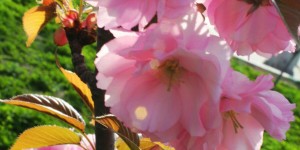 春季踏青赏花节，杏花的花卉相继盛开！(组图)