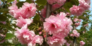春天的花有很多种，樱花开花与花期都会有所不同