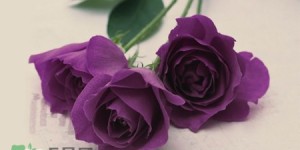 粉色玫瑰花语是什么涵义给对方送上一束粉色玫瑰代表了什么寓意