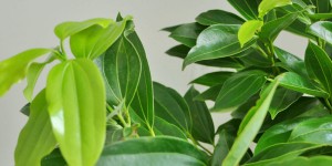 平安树是兰屿肉桂的雅称能散发出矫正异味、净化空气的香味