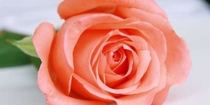 在爱情里频频绽放的33朵粉玫瑰，“一见钟情”就想爱到三生三世鲜花